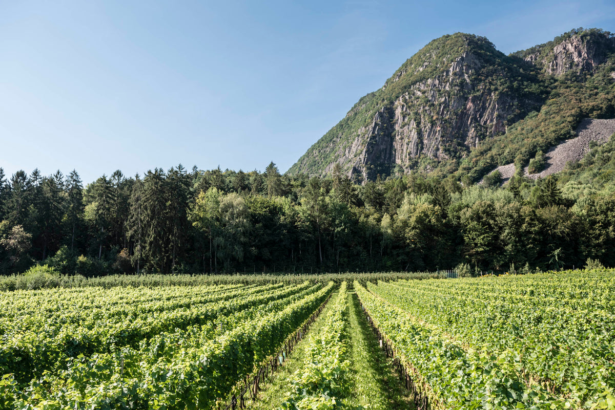 Weinberg mit grünen Rebenreihen, Weingut Stroblhof
