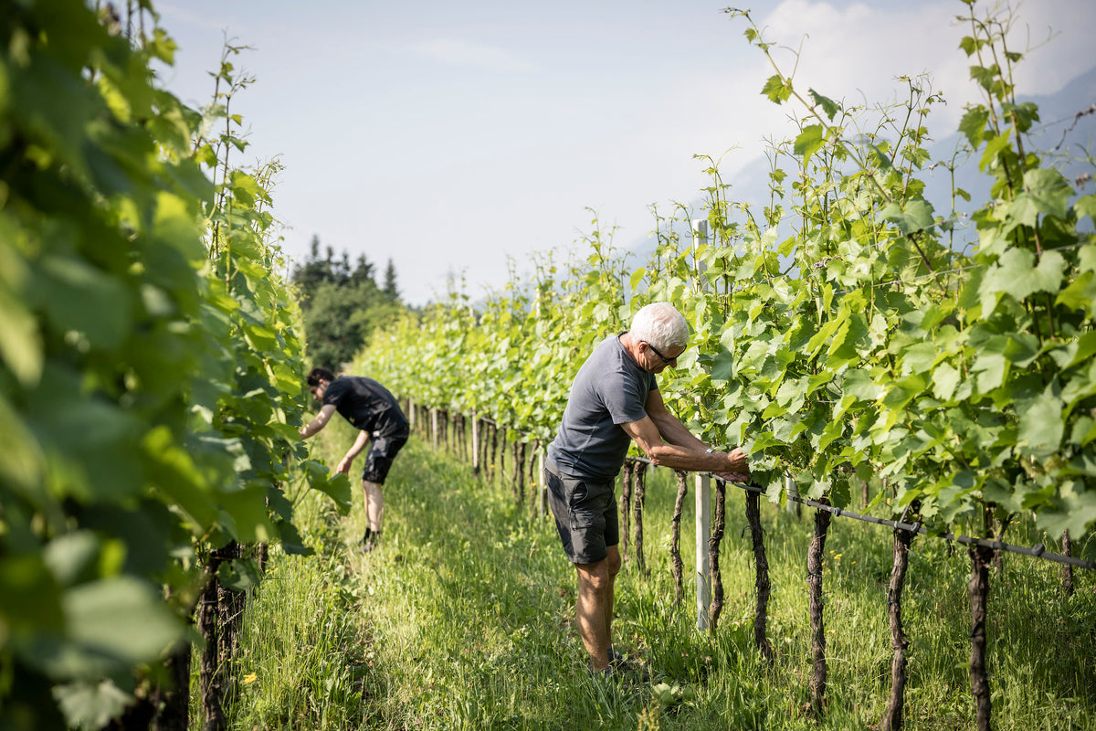 Zwei Männer bei der Pflege von Weinreben in einem sonnigen Weinberg, umgeben von grünen Rebenreihen.